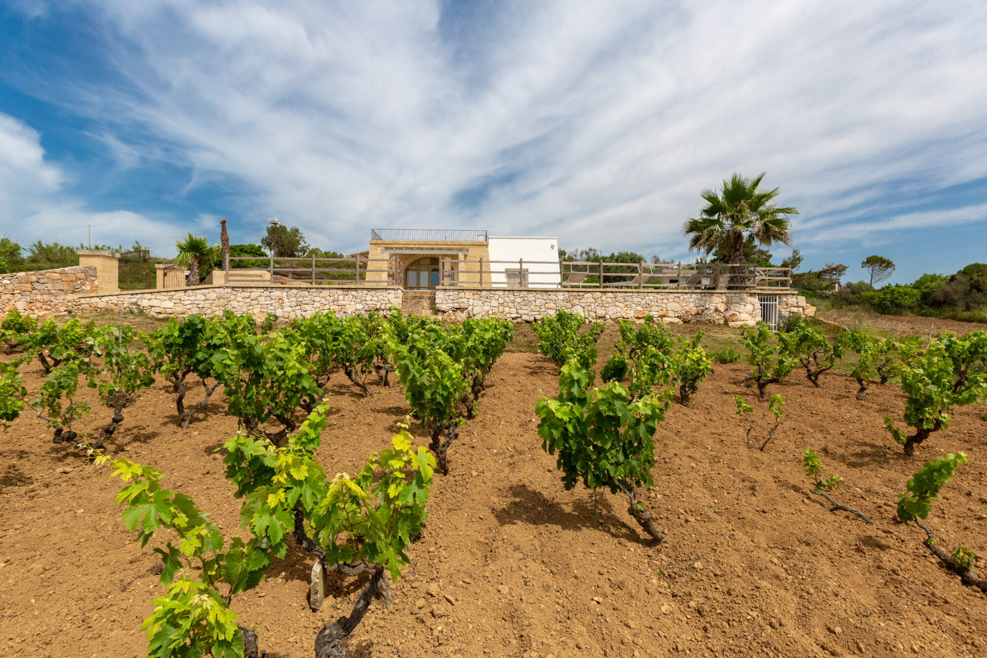 Vineyard surrounding the Pescoluse property
