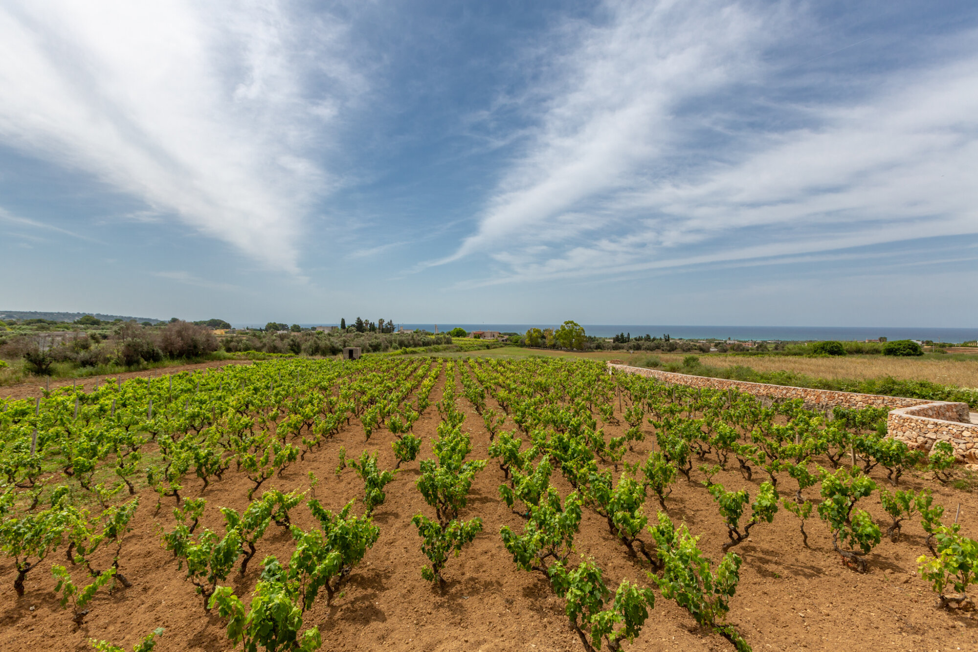 Vineyard overlooking the Ionian Sea